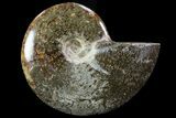 Polished, Agatized Ammonite (Cleoniceras) - Madagascar #75961-1